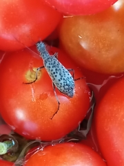 Epicauta maculata-group