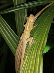 Calotes emma