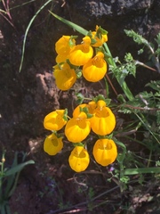 Calceolaria corymbosa