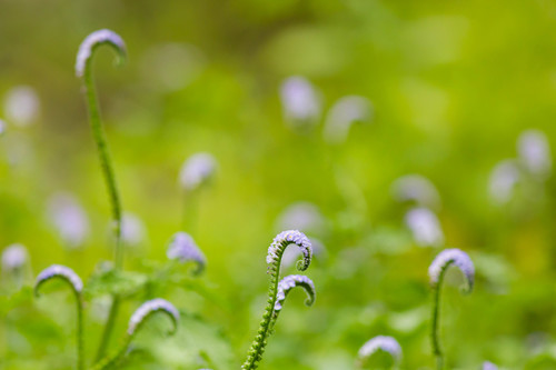 Indian Heliotrope