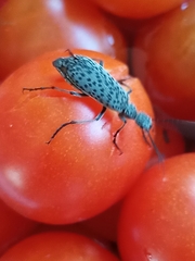 Epicauta maculata-group