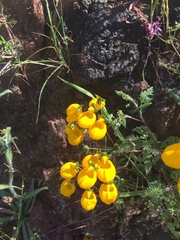 Calceolaria corymbosa