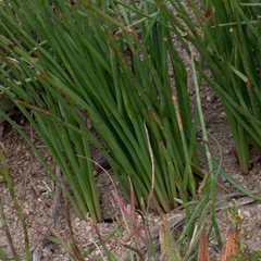 Trachyandra chlamydophylla