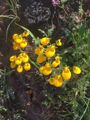 Calceolaria corymbosa