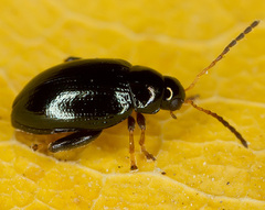 Aphthona