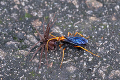 Leptodialepis bipartitus