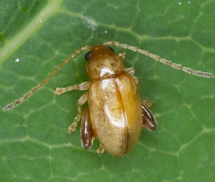 Aphthona