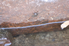 Litoria meiriana
