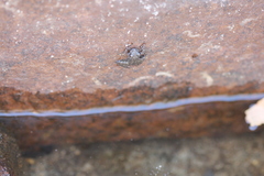 Litoria meiriana