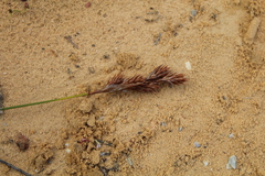 Thamnochortus bachmannii