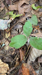 Toxicodendron pubescens
