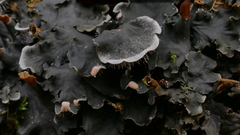 Peltigeraceae