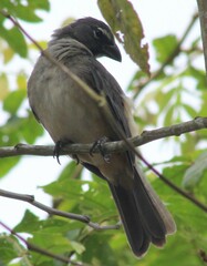 Saltator olivascens