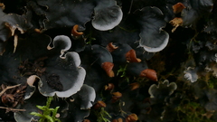 Peltigeraceae