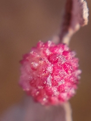 Acraspis quercushirta