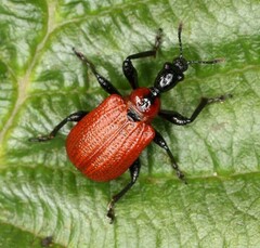 Apoderus coryli