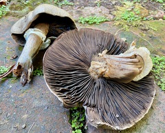 Agaricus buckmacadooi
