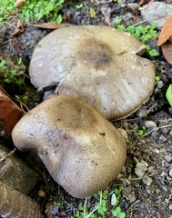Agaricus buckmacadooi