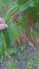 Morus rubra