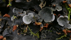 Peltigeraceae