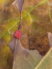 Acraspis quercushirta