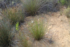 Thamnochortus bachmannii
