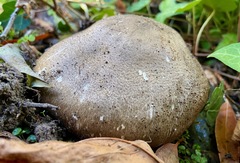 Agaricus buckmacadooi