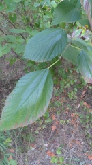 Morus rubra