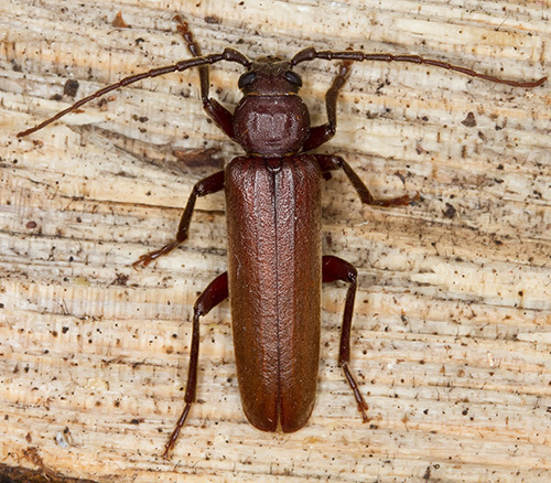 Rust Pine Borer, photo 5 of 10