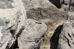 Morethia ruficauda ruficauda