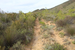Thamnochortus bachmannii