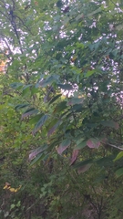 Morus rubra