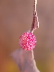 Acraspis quercushirta