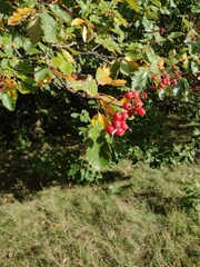 Scandosorbus intermedia