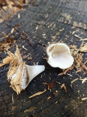 Pluteus