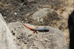 Morethia ruficauda ruficauda