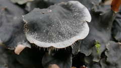 Peltigeraceae