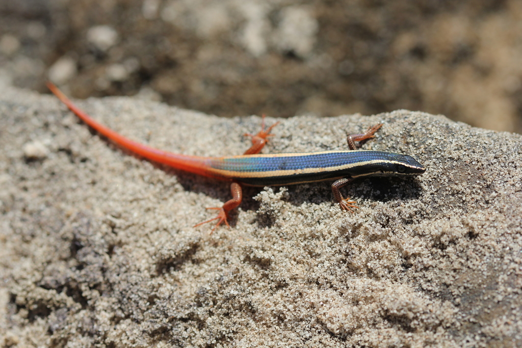 Lined Firetail Skink (Morethia ruficauda)