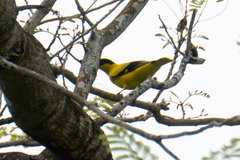 Oriolus chinensis