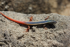 Morethia ruficauda ruficauda