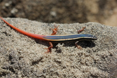 Morethia ruficauda ruficauda