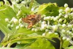 Taractrocerini