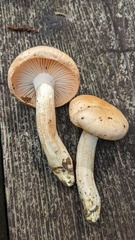 Pudorini