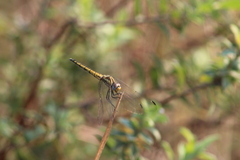 Trithemis furva