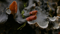 Peltigeraceae