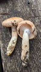 Pudorini