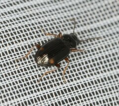 Bembidion guttula