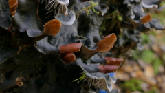 Peltigeraceae