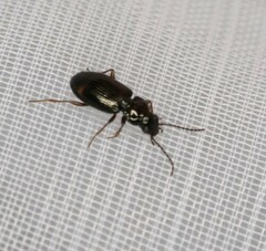 Bembidion guttula