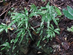 Leptochilus ellipticus